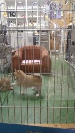 子犬販売状況の記事動画