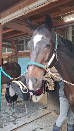 12/25　#アンジェノアール #ホースセラピー日記　「頑張ったかな」の記事動画