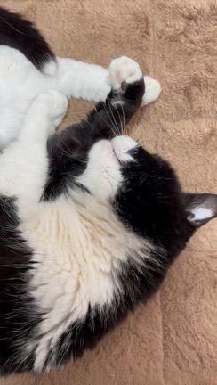 猫の存在の記事動画