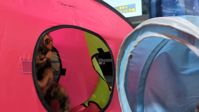 日本一の指導？？？IN【椎の木湖】の記事動画