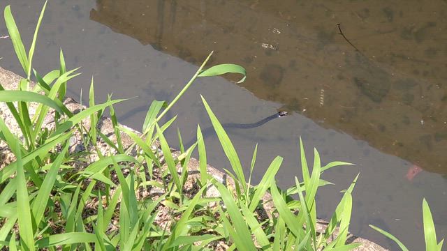 2025年6月30日  （月）    カラスヘビの記事動画