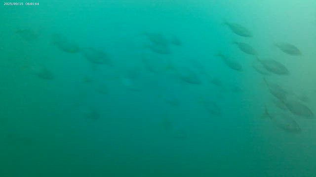 そろそろ！の記事動画
