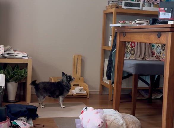 お盆期間中の不思議体験。の記事動画