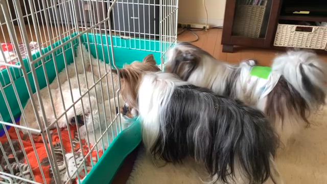 可愛いおめ目があきましたಠಠ⸝⋆の記事動画