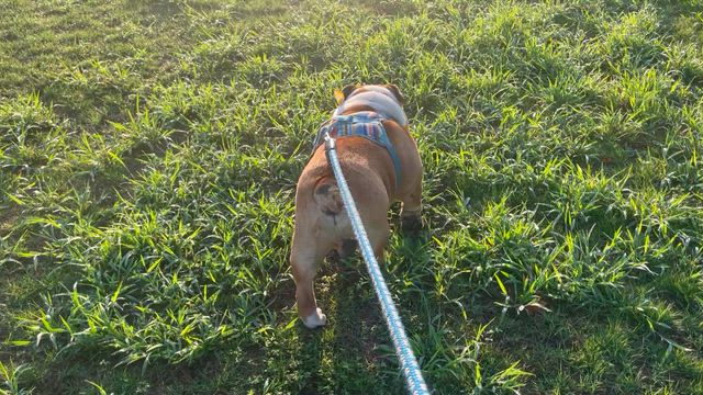 散歩の仕方( ◜ᴗ◝ )の記事動画