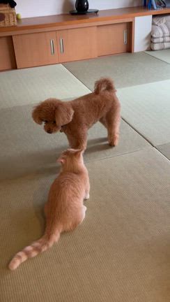 元気なあたしの記事動画