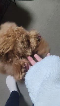 【ピッコマ最新話＆ラスト3話】創作とまる子とお知らせの記事動画