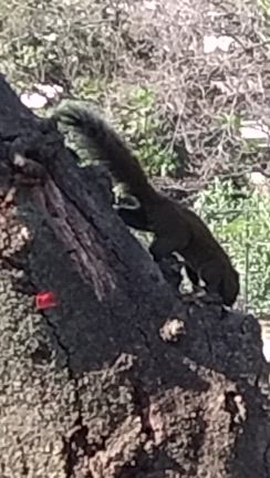 45／100  リスがいっぱいの記事動画