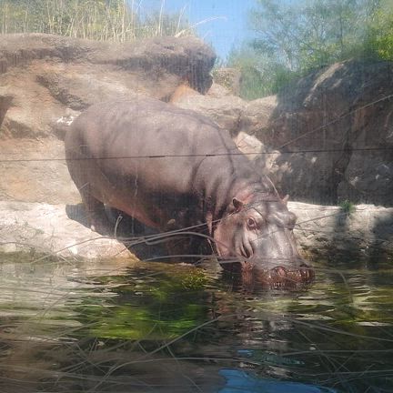 八木山動物園② 動画ありの記事動画
