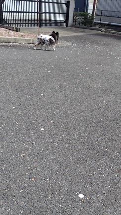 オマケですの記事動画