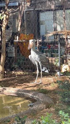 魚とごはん黒座椿亭　銀座の記事動画