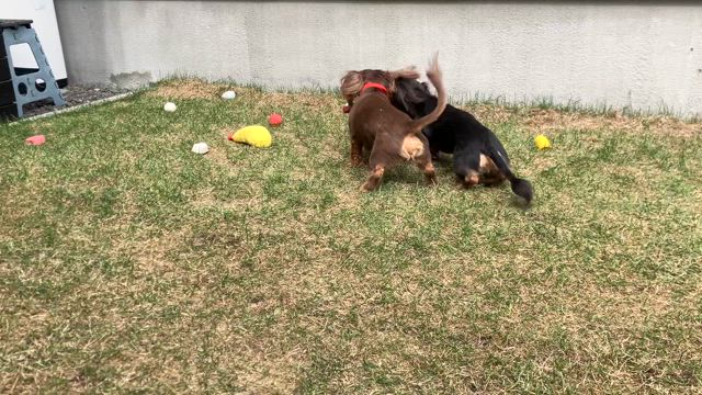 小物ばかりメルシーの記事動画