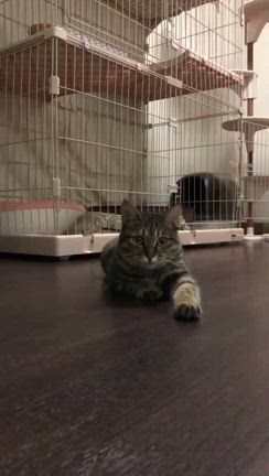 ★　10月のご報告　★の記事動画