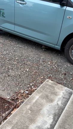 アライグマさん再び‼️の記事動画