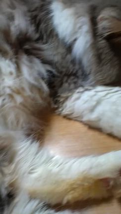 しろくんの生命力の記事動画