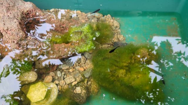 メダカのオロチとマリアージュの記事動画