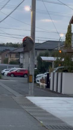 そうでしょの記事動画