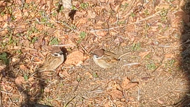 扇町公園の雀の赤ちゃんの記事動画