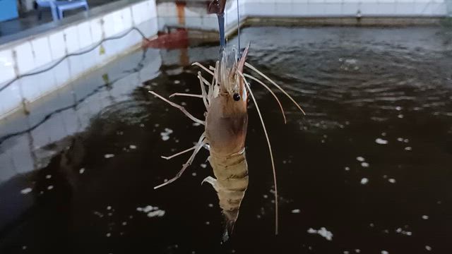 木曜日の記事動画