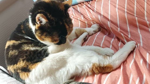 2025/04/16(水)　買物と回覧板でリハビリ？の記事動画