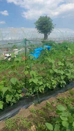 休日は畑への記事動画