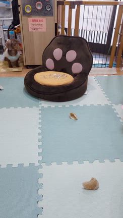 【いくらの家】あこちゃんが遊びに来ましたの記事動画