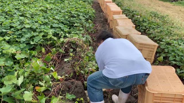 農的暮らし体験の記事動画