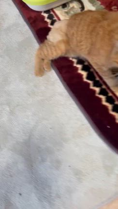 ダンちゃん、お空へ旅立ちましたの記事動画