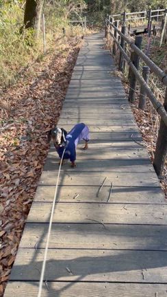 春節ですね、3回目のあけましておめでとう(笑)の記事動画