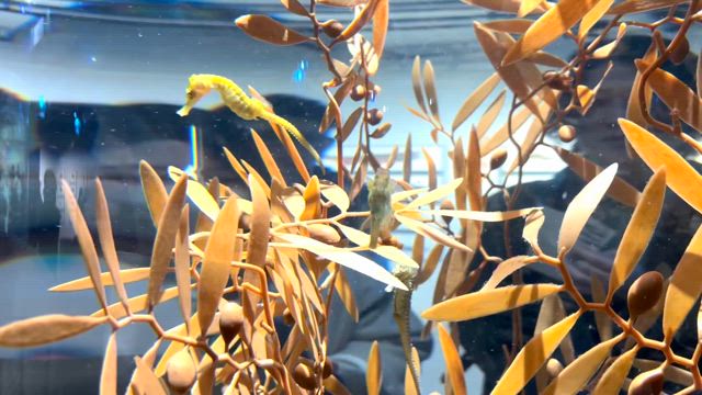 キュビズムカットの勉強のため神戸への記事動画