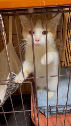 動画一覧｜「よこねこ」