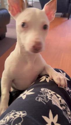 あすみちゃん正式譲渡の記事動画