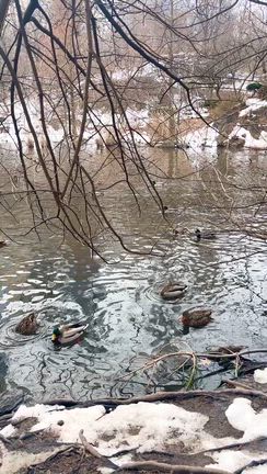 お仕事でニューヨークへ。の記事動画