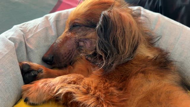 回復力の記事動画