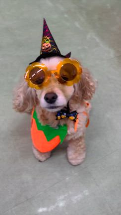 ありがとうございましたの記事動画