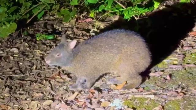 奄美大島② アマミノクロウサギナイトツアーの記事動画