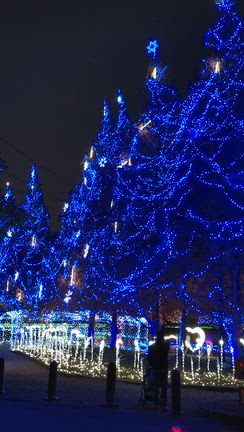 イルミネーションの記事動画