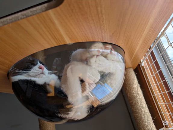 夜が涼しくなってきましたの記事動画