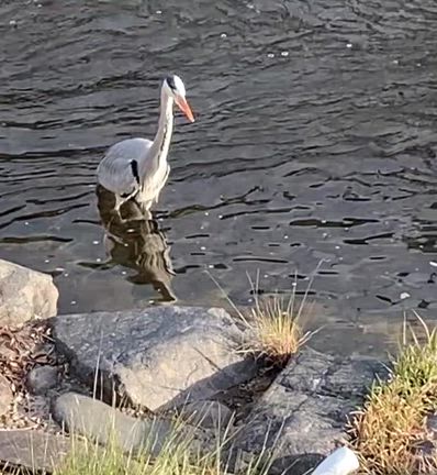 母の好きな川鳥の記事動画