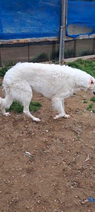 ライミー君とホーリーちゃんの記事動画