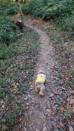 クマが出たらしい ヾ(ﾟдﾟ;)の記事動画