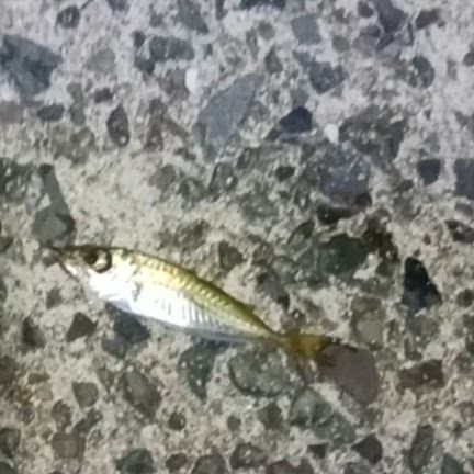 あじごが釣れた～久しぶりの釣り楽しい～の記事動画