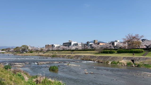 京都・鴨川沿いの桜並木＆ 野生の○○が健気にサカナを捕っている！の記事動画