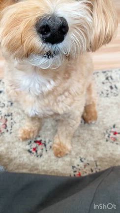 意外と簡単☆フライパンで♩【染みうま！海老ピラフ】#簡単#ワンパンの記事動画