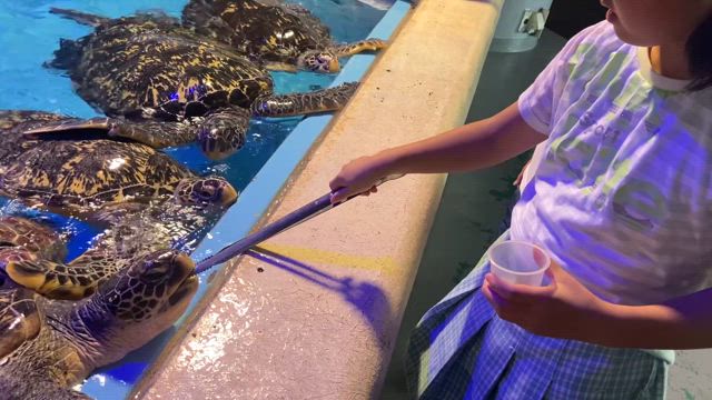 【四国旅行】⑨4日目桂浜水族館の記事動画