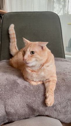 メリークリスマス！の記事動画