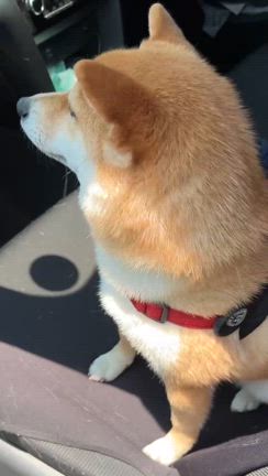 はな、狂犬病注射で世界を揺るがす（たぶん）の記事動画