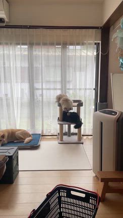 寒いと寝る時間が増える、、笑の記事動画