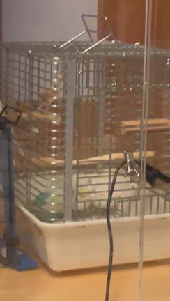 息子の受験　セキセイさんの発情の記事動画