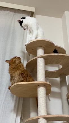 リカバリーの記事動画